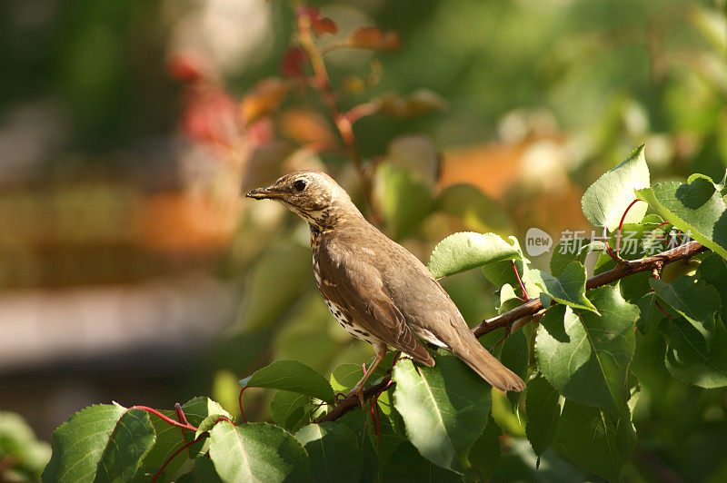 歌鸫(Turdus philomelos)